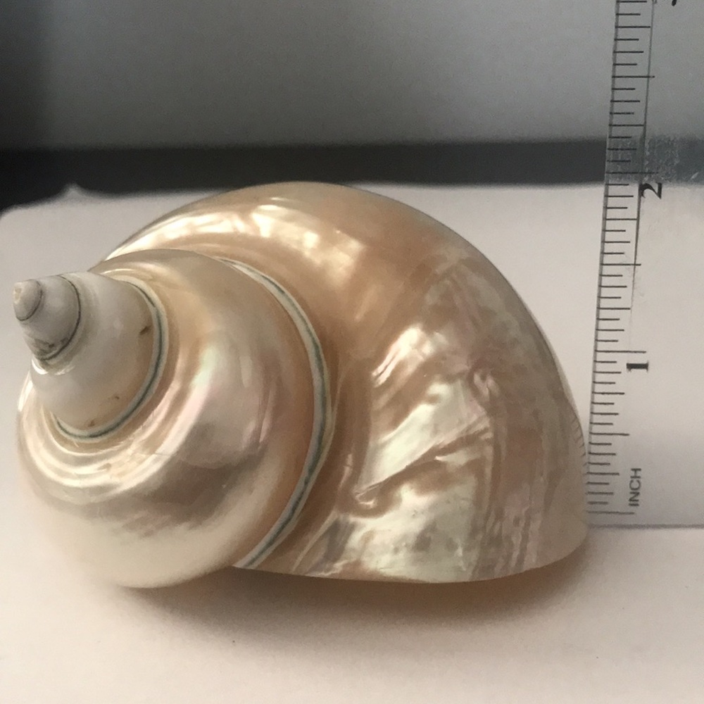 Jade Turbo Seashell - Picture 9 of 10